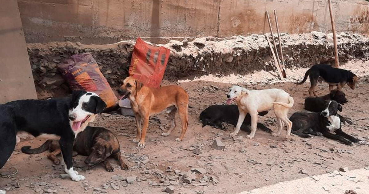 Animales Rescatados Peruano gana 4 millones de soles en La Tinka y abrirá un albergue para ...